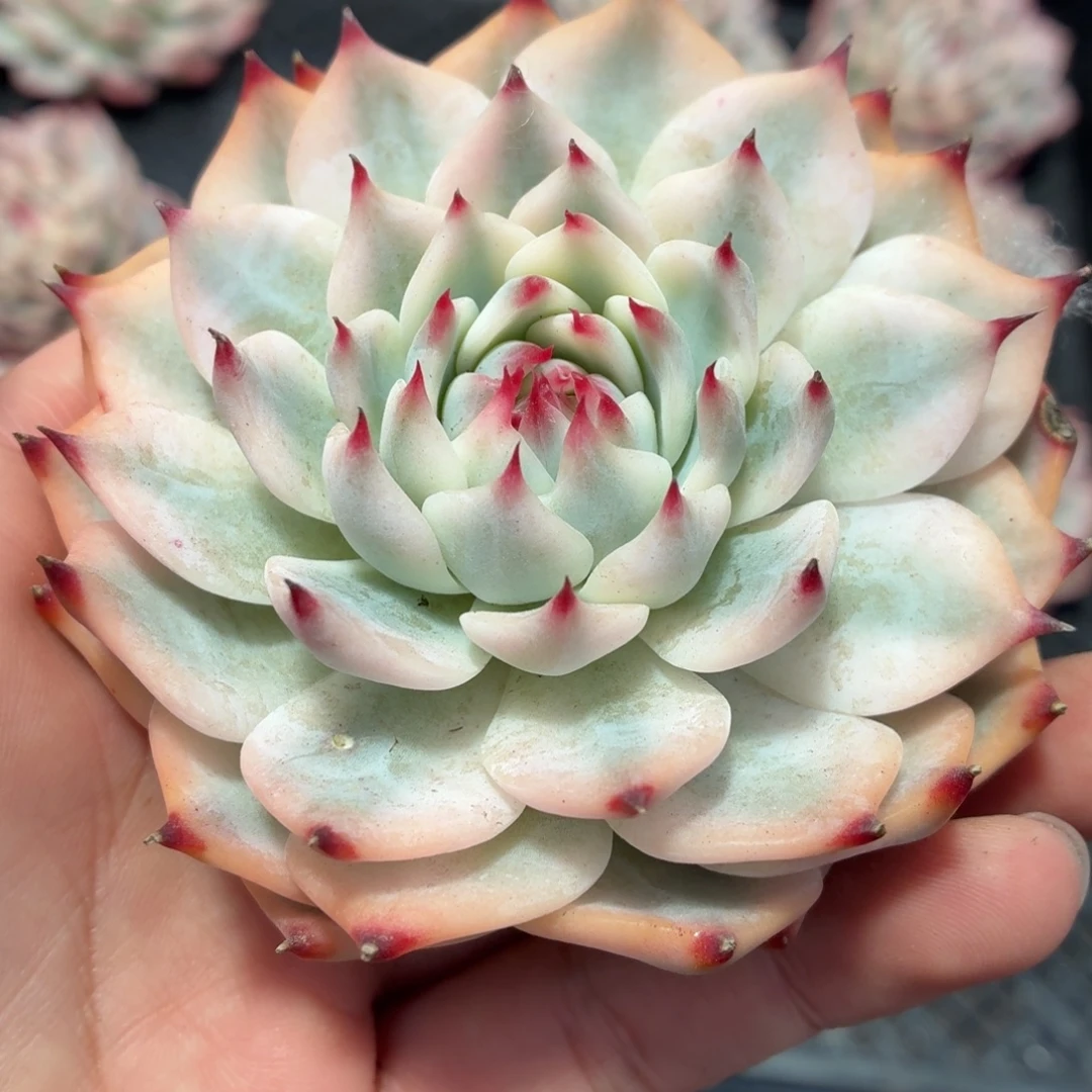 刘六六吉娃娃锦A0034