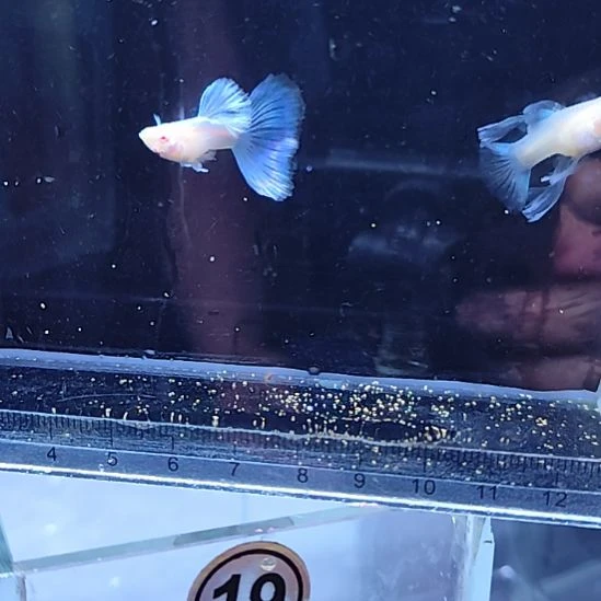 孔雀鱼30蓝白绣球一对