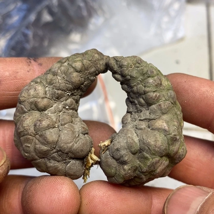 文玩核桃吊坠东北特产130