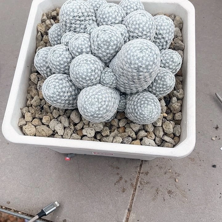 大*姬春星一物一拍