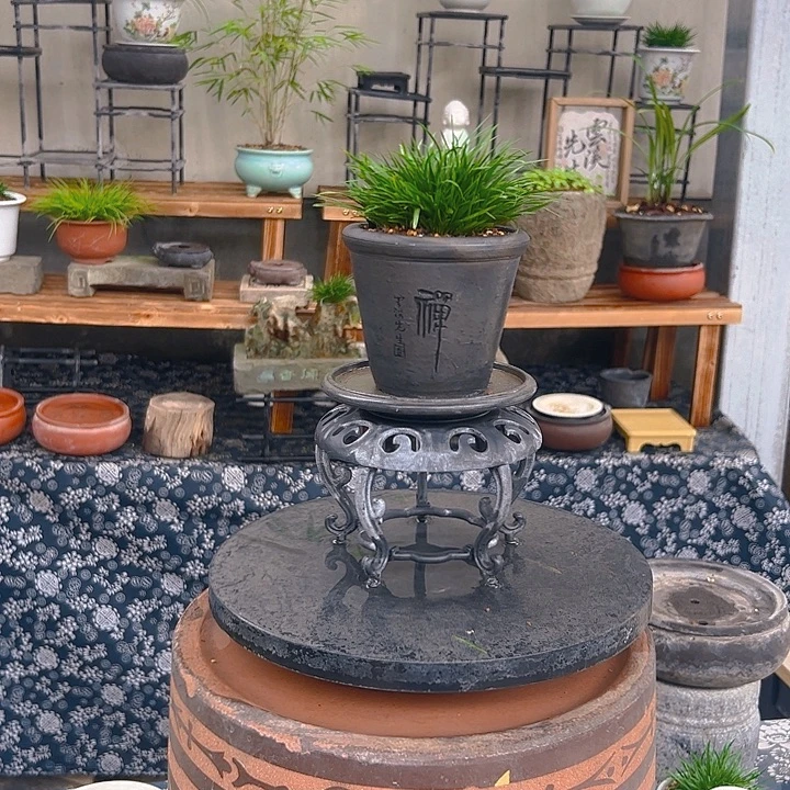 无花朵禅金钱菖蒲盆景包邮