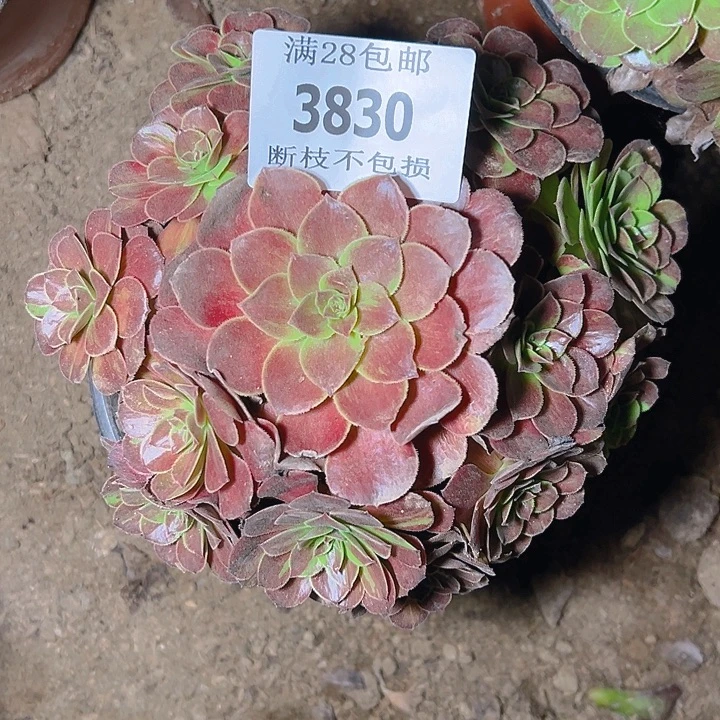 3830花月夜多肉植物