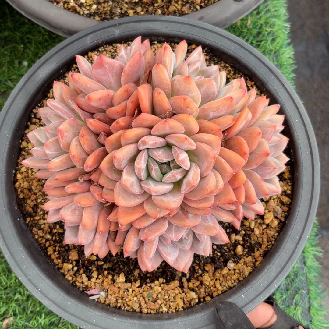 爱丽儿捧花一物一拍