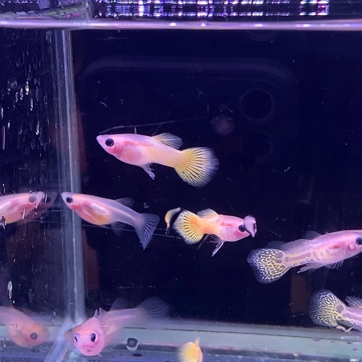 孔雀鱼玻璃猫5对孔雀