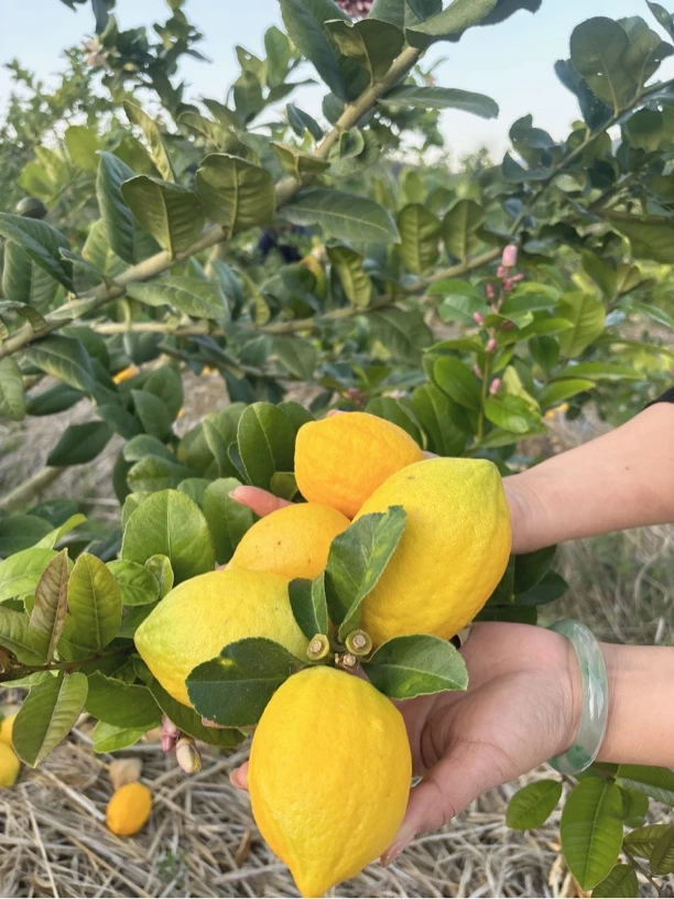 【清清甄选】云南无籽香水柠檬