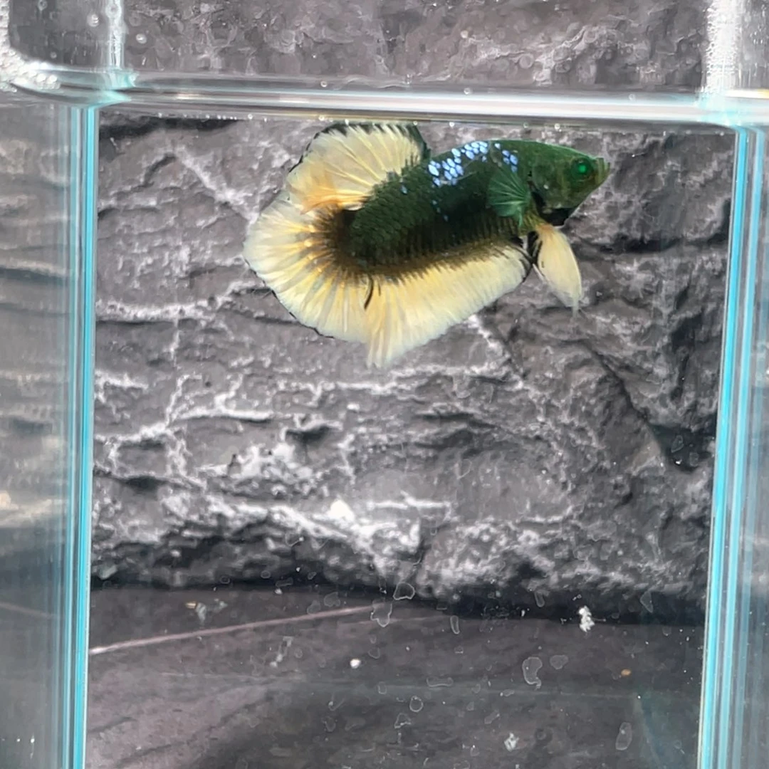 斗鱼绿魔碎星将军公