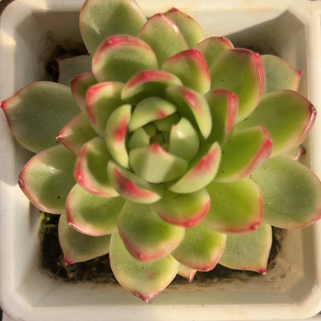 珍妮锦多肉植物锦