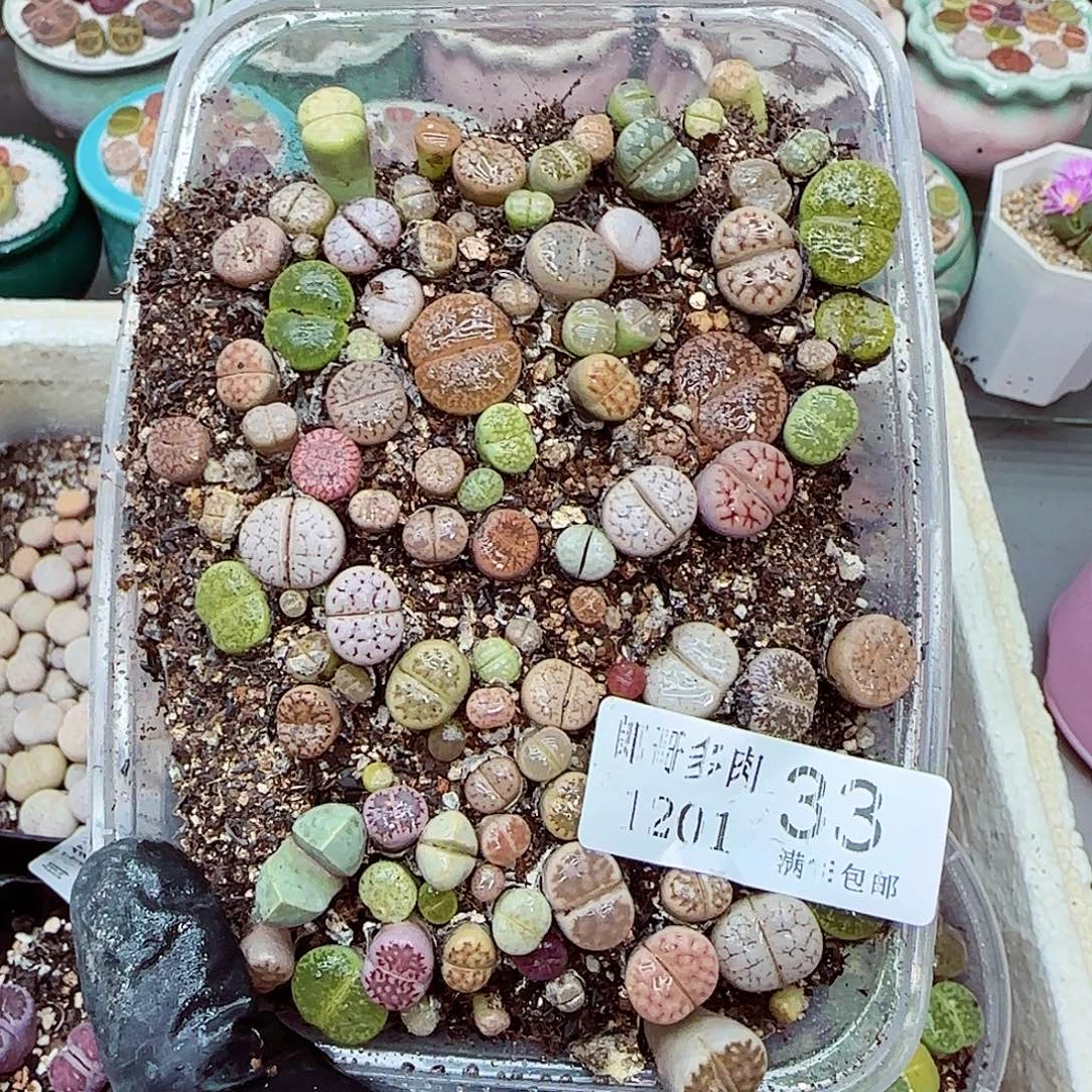 生石花满18包邮1201-33