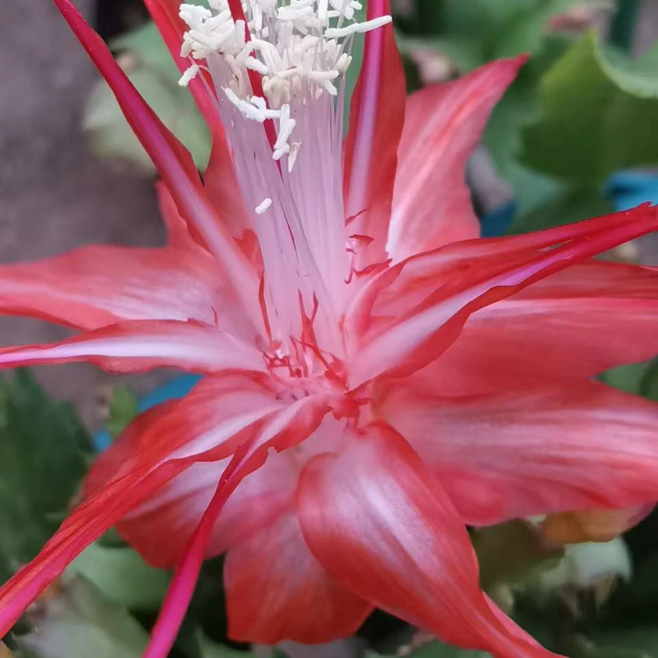 <不带花苞>红色索菲亚进口品种多季开花室内外阳台庭院盆栽
花卉