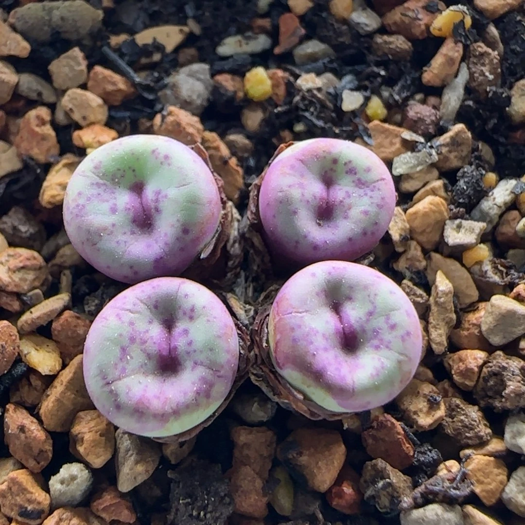 10-2-1-1当天满38包邮se红嘴单头0.8左右脱土