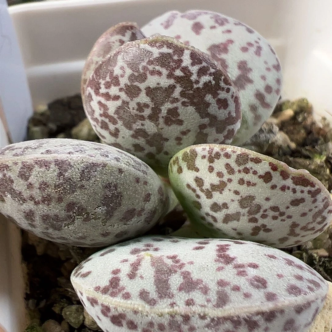 茶 接近满斑小花蛋双头