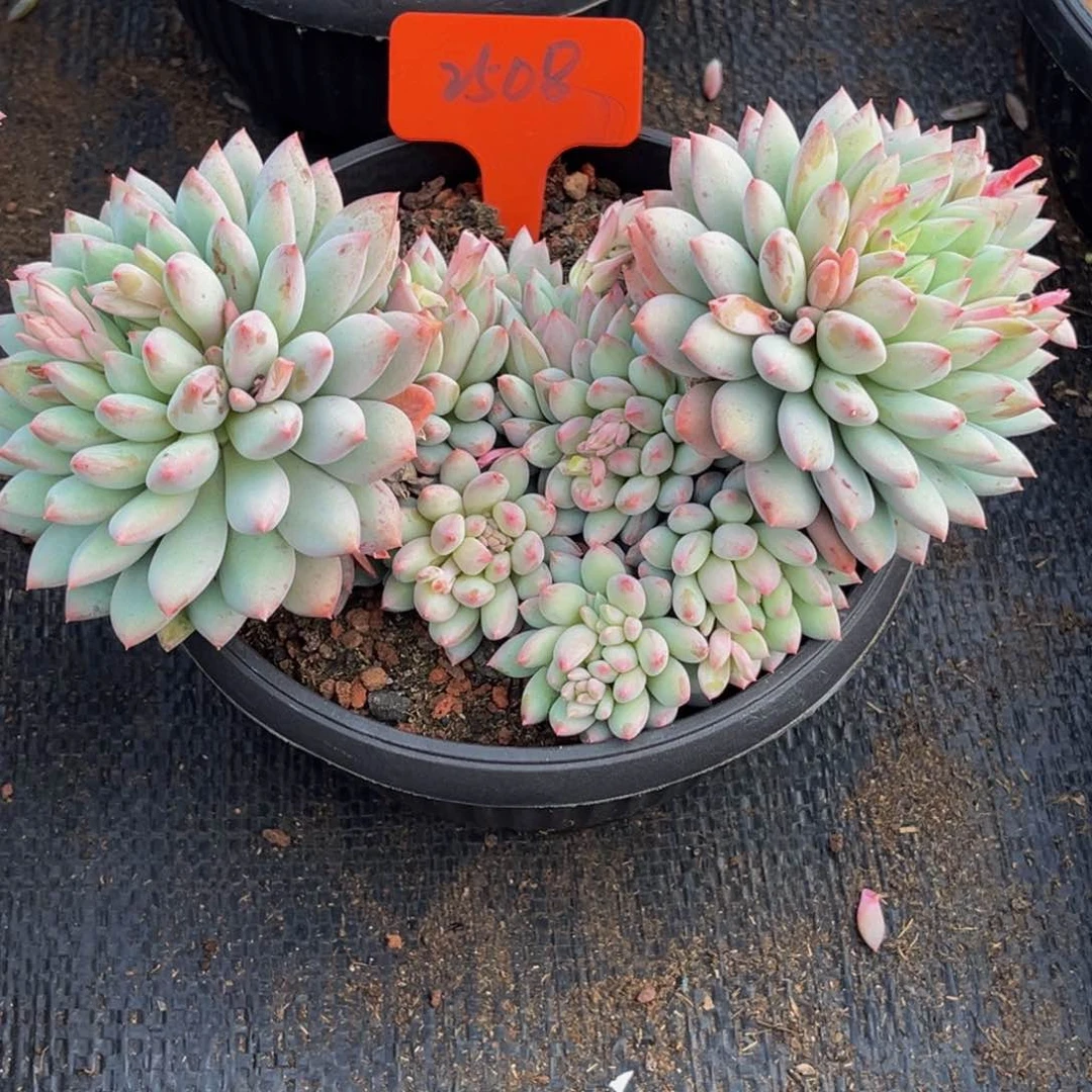 2508号上午多肉植物群生多肉植物