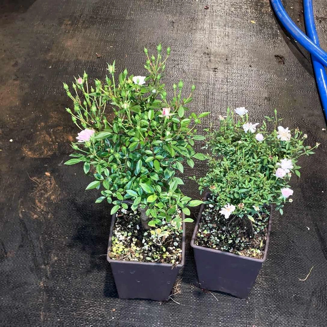 完全开放姬乙女➕重樱根接