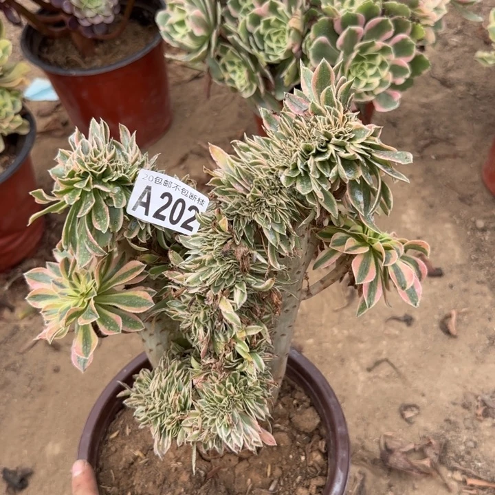 夕颜缀……多肉植物……