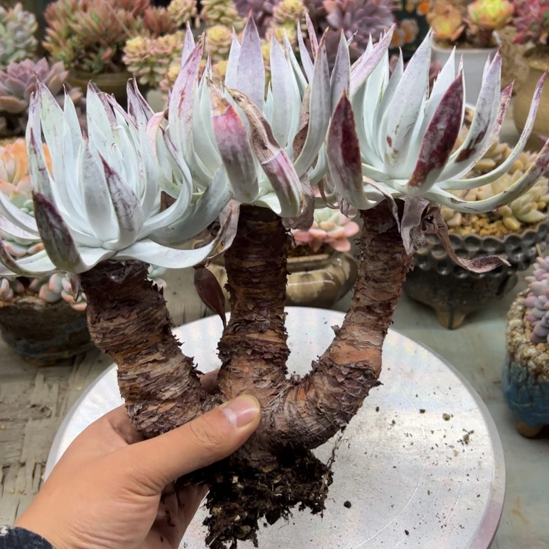 奴婢吉娜68 零零多肉植物