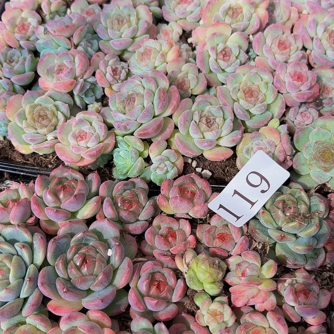 贩**光多肉植物多肉植物119