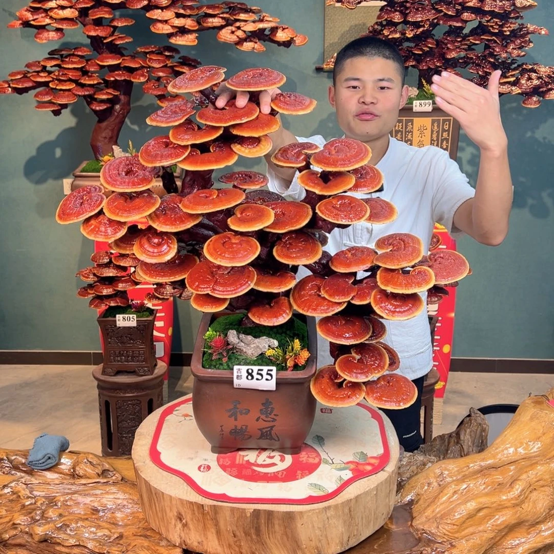 无花朵88888888888