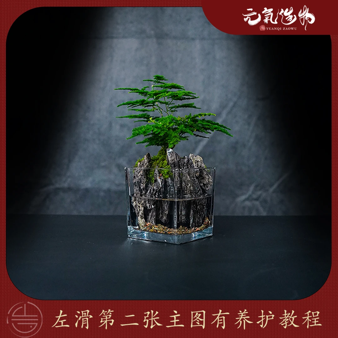 【王】竹—云竹绿植造景成品真植物【尺寸：8*8】