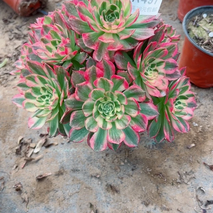 497海王多肉植物