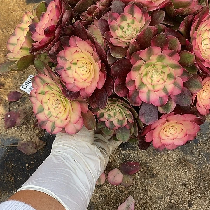 多肉植物荔枝062多肉