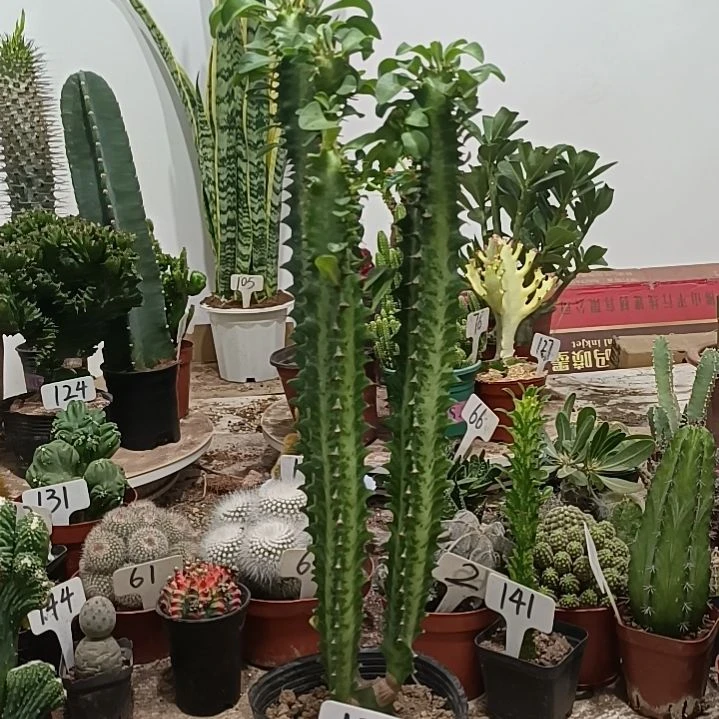 无花朵青龙骨      18元