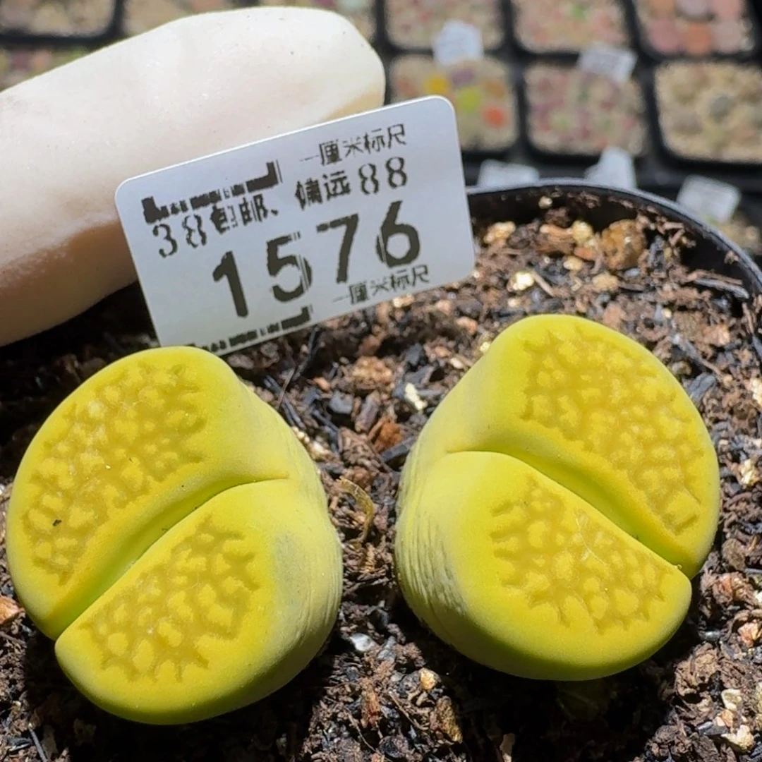 zzzz生石花肉锥1576