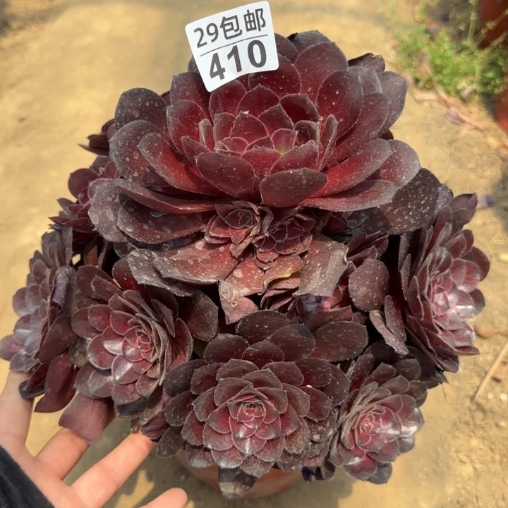 黑体花月夜……多肉植物……