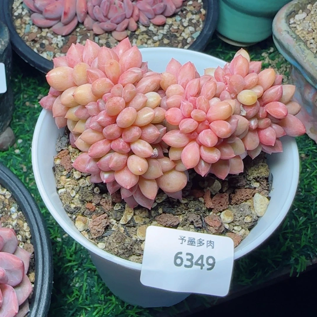桃花源缀化，6349多肉植物