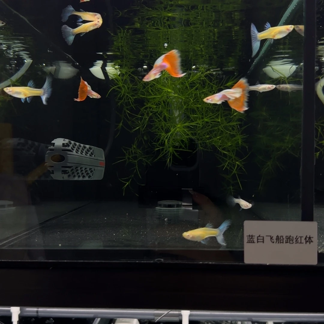 海水蓝白飞船跑红体，