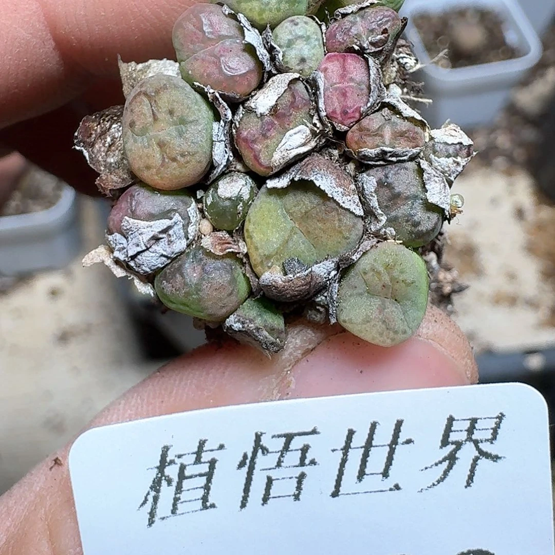 436号多肉植物哇dv