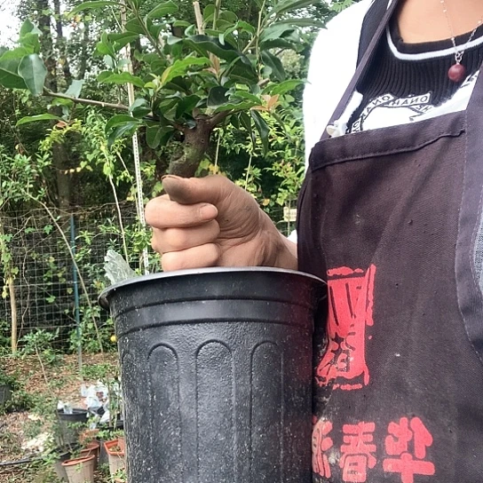 无花朵万年青葫芦。