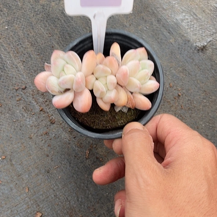 云尘多肉一物一拍609