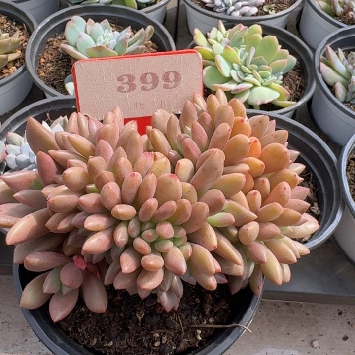 桃花源缀化399多肉植物