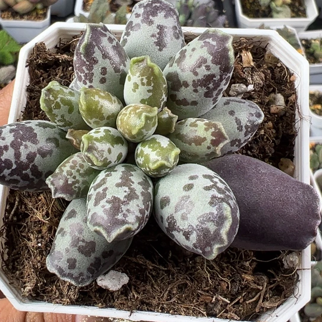 50碎花斑老桩海豹