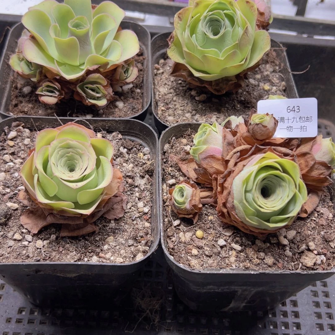 643 侧牙掉了不包损无售后