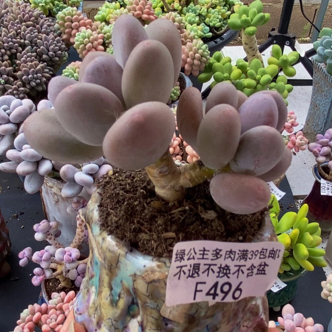496蛋黄奶8cm多肉