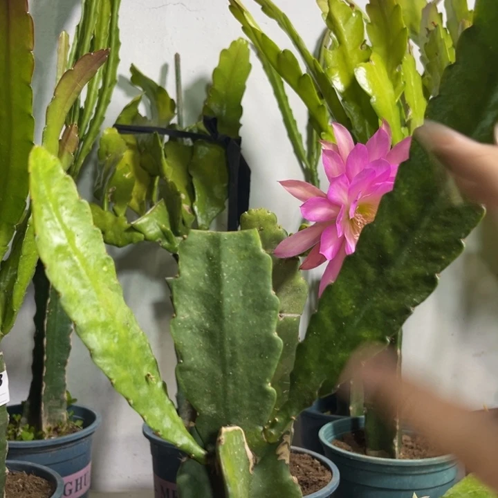 当前无花栽培后可以开花527