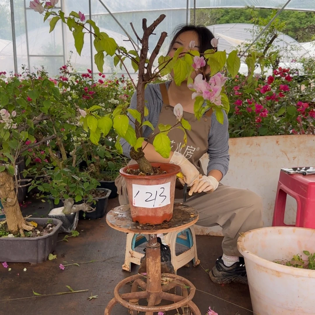大部分花苞少量开放漳 213