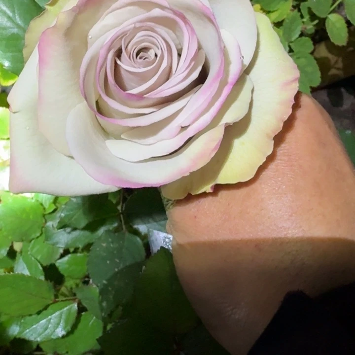 无花朵骑士一加仑