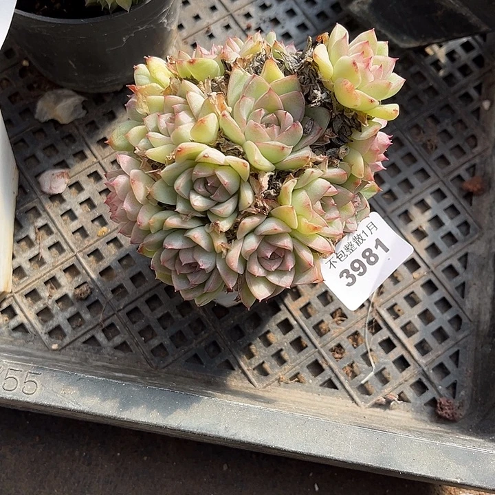 阿雅园艺。       3981