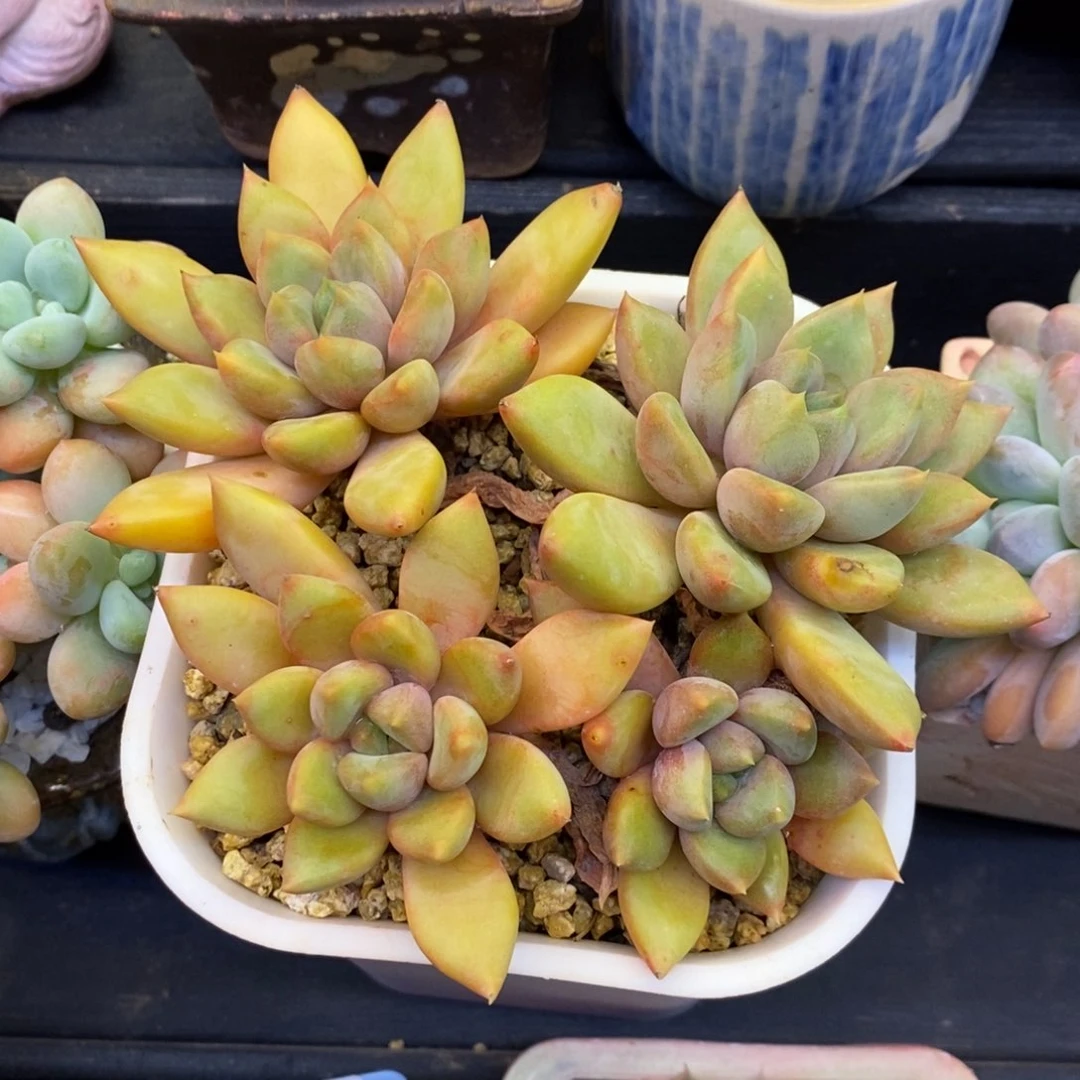 红象牙多肉植物盆栽