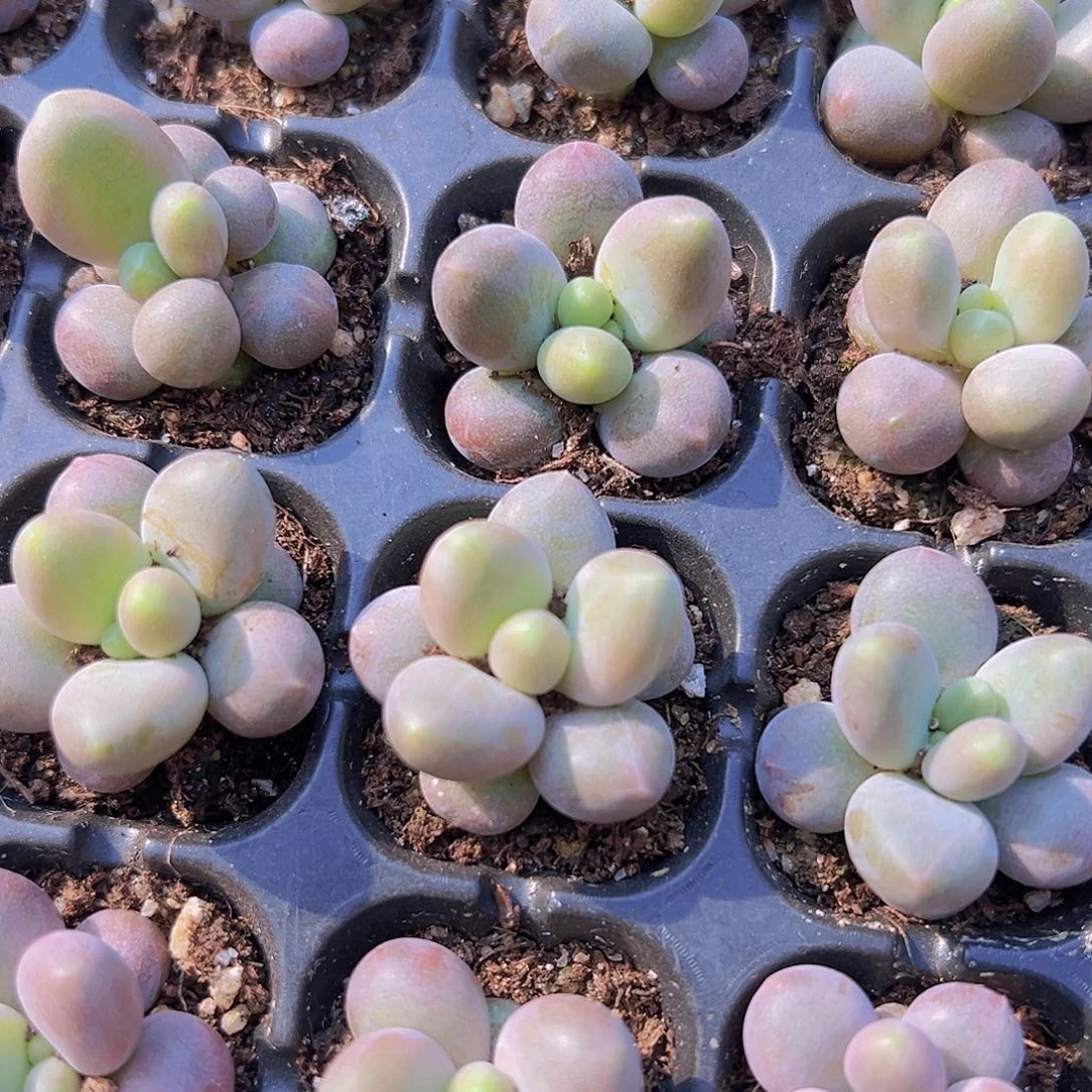 七彩豆奶3颗苗多肉