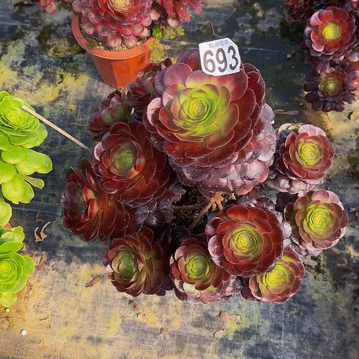 00000000000000693赤不包售后