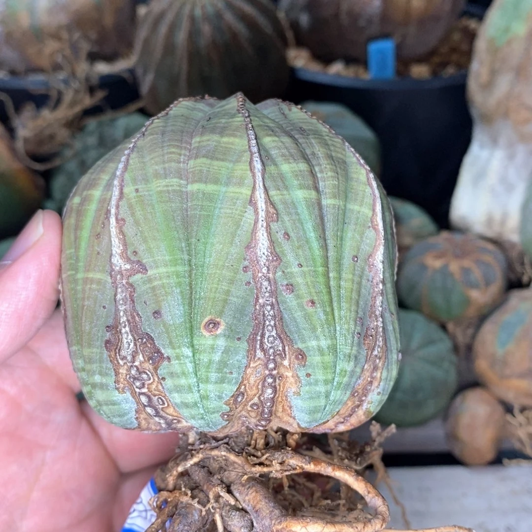 42 欧系实生布纹球多肉植物