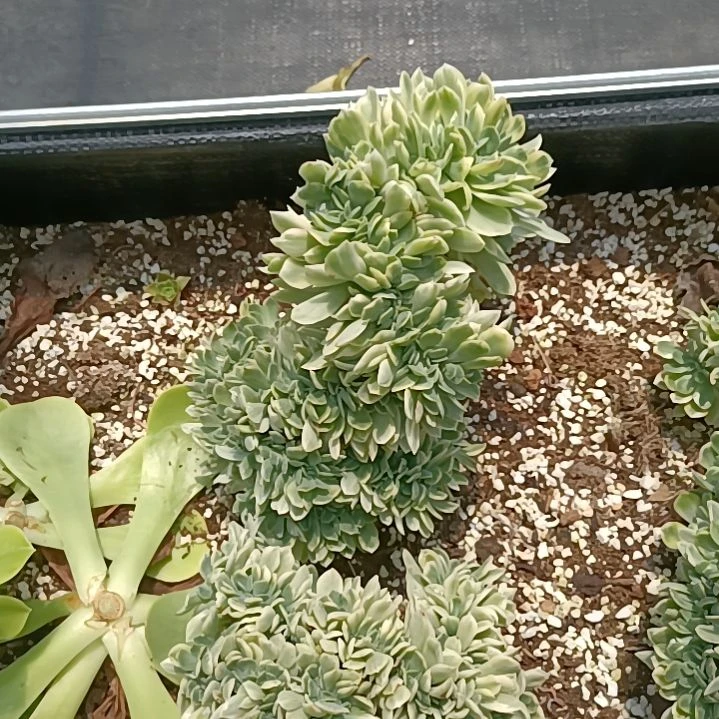 冰灿白覆轮锦缀化捌下发