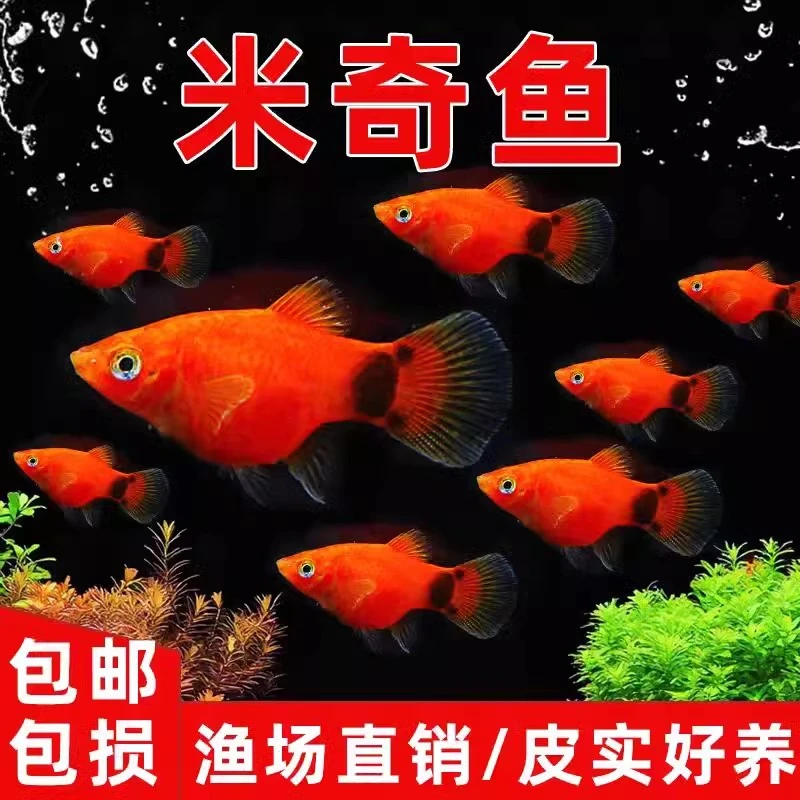 25红米奇鱼胎生鱼小型鱼活体热带观赏鱼玛丽鱼孔雀鱼耐养月光鱼