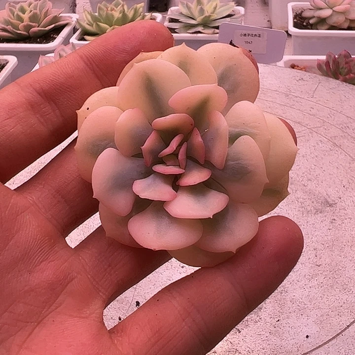 雪精灵锦多肉植物