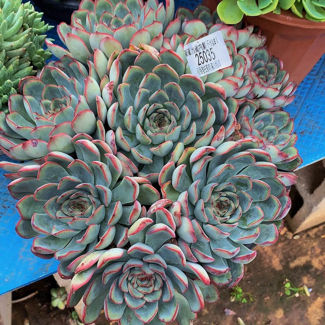 花***人荷花23035多肉多肉率