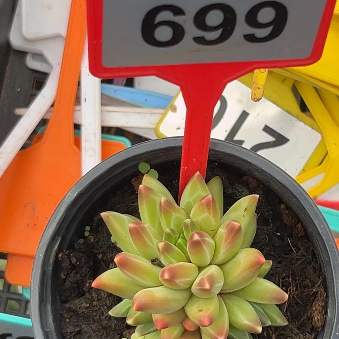 瞌***o多肉植物梵高美人699