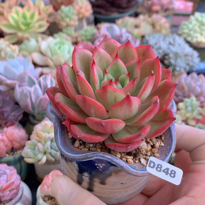 一物一拍含盆土满38包邮D848